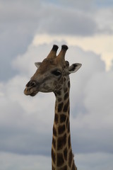 Girafe