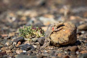 lizard in mongolia 