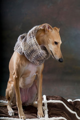 Portrait of a greyhound dog with a wool scarf