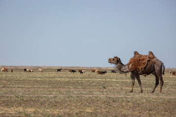 camels in desert