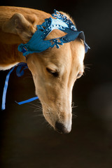 Portrait of a greyhound with blue mask