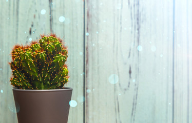 cactus in a pot on a blue wooden background