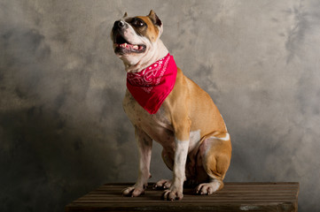 Portrait of a pit bull breed dog sitting on a wooden bench