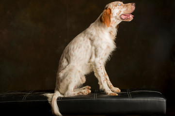 Portrait of an English setter breed dog sitting on a bench