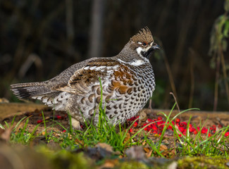 Grouse