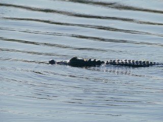Side view, top of the back of an alligator swimming in the swamps