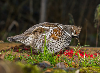 Grouse