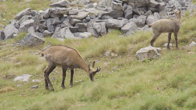 Adult and young Balkan chamois - Rupicapra rupicapra balcanica - Grazes Grass on alpine meadows of Olympus mountains. 4K footage.