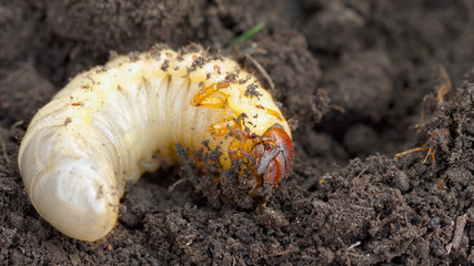 Beetle larva in soil