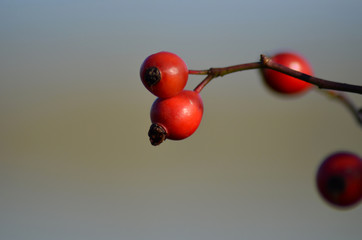 Autumn briar rose fruits on the unfocused background. 