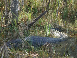 An alligator hiding in the grass at the Louisiana swamps in New Orleans.