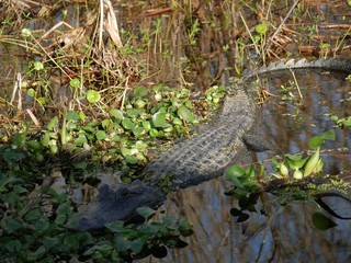 Louisiana swamps with an alligator in the water