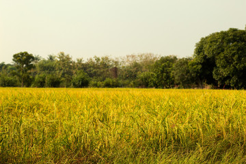 Obraz premium Thai jasmine rice and sky ,paddy in nature