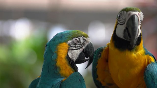 Couple of parrot birds in original bright colorful body as blue / yellow and green. Animal and wildlife portrait 4K VDO.