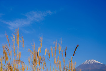 Fototapeta premium ススキと富士山