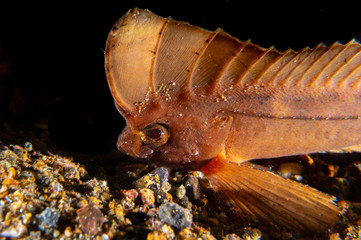 Orange Cockatoo waspfish (Ablabys taenianotus)  on a sea floor near Anilao, Batangas, Philippines.  Underwater photography and marine life.