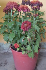 Fototapeta na wymiar flowers in pot