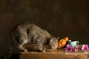 The tabby cat eating breakfast