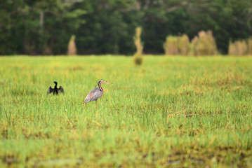 Obraz na płótnie Canvas Purple heron looking for food in the swamp