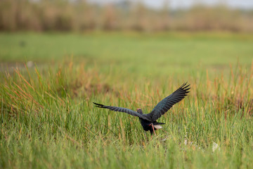 Purple Swamphen is flying up