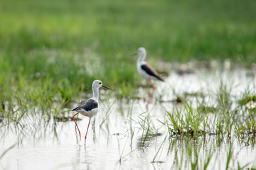 red-wattled lapwing looking for food in the swamp