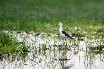 red-wattled lapwing looking for food in the swamp