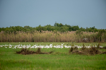 masses of Great egret in  lagoon