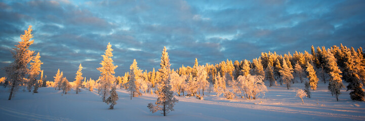 Snowy panoramic landscape at sunset, frozen trees in winter in Saariselka, Lapland, Finland