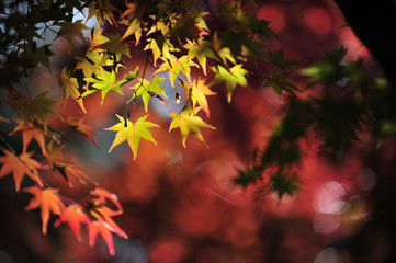 The maple tree leaves of autumn.