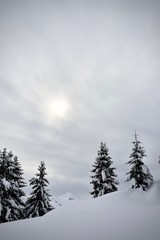 trees in the snow in the winter sun on a slope in the alps