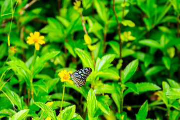 Butterflies on the island twigs , drinking nectar from flowersof the morning look beautiful