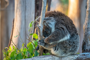 koala in tree