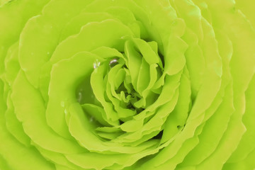 The green background of the petals of a rose, texture closeup