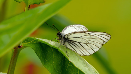 Aporia crataegi butterfly