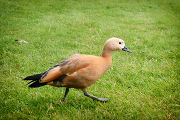 Beige wild duck on green grass, close up. Brown waterfowl walks on the lawn
