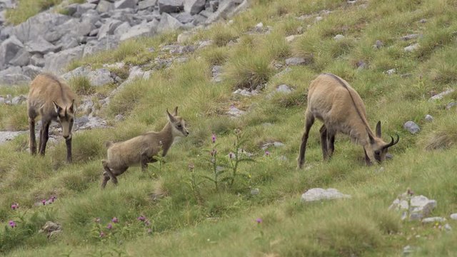 Two adults and one young Balkan chamois - Rupicapra rupicapra balcanica - Grazes Grass on alpine meadows of Olympus mountains. 4K footage.