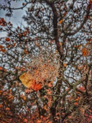 autumn leaves on tree