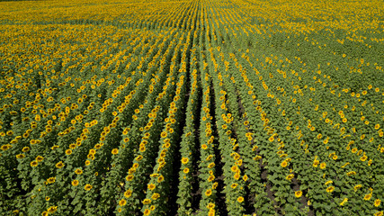 Huge farm field of yellow flowers. Growing sunflower crops, ripened autumn harvest. Aerial...