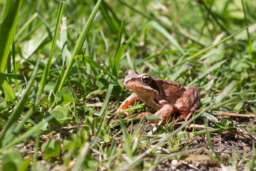 Frog in the summer grass