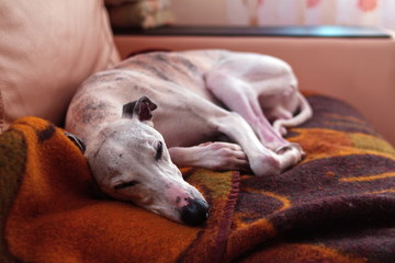 dog sleeping in bed