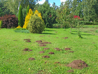 Mole hills