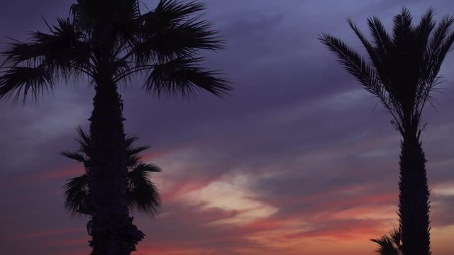 Close up of two beautiful palm trees with colourful sunset. Macro shot of dark palm silhouettes against pink and blue sky at dusk