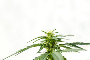 Detail of cannabis sativa plant