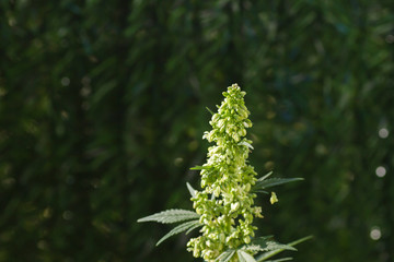 Cannabis sativa plant male flowers