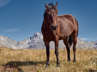 Obraz premium Brown horse standing on highland field with stony peaks of mountain ranges on background; adult mare grazing on autumn pasture; caucasian gorgeous animal in wildlife; eco tourism in nature