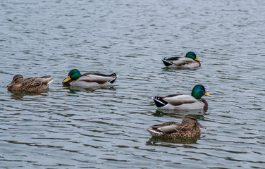 Closeup of ducks swimming in the lake