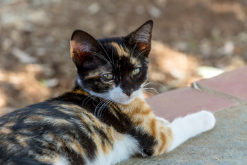 Three-colored kitten with green eyes close-up