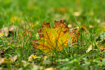 Fall concept. Closeup of yellow autumn leaves covers the ground.selective focus.