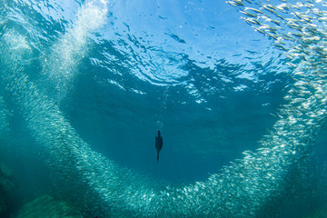 cormorant while fishing underwater in bait ball