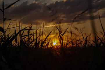 the sun at sunset through the grass